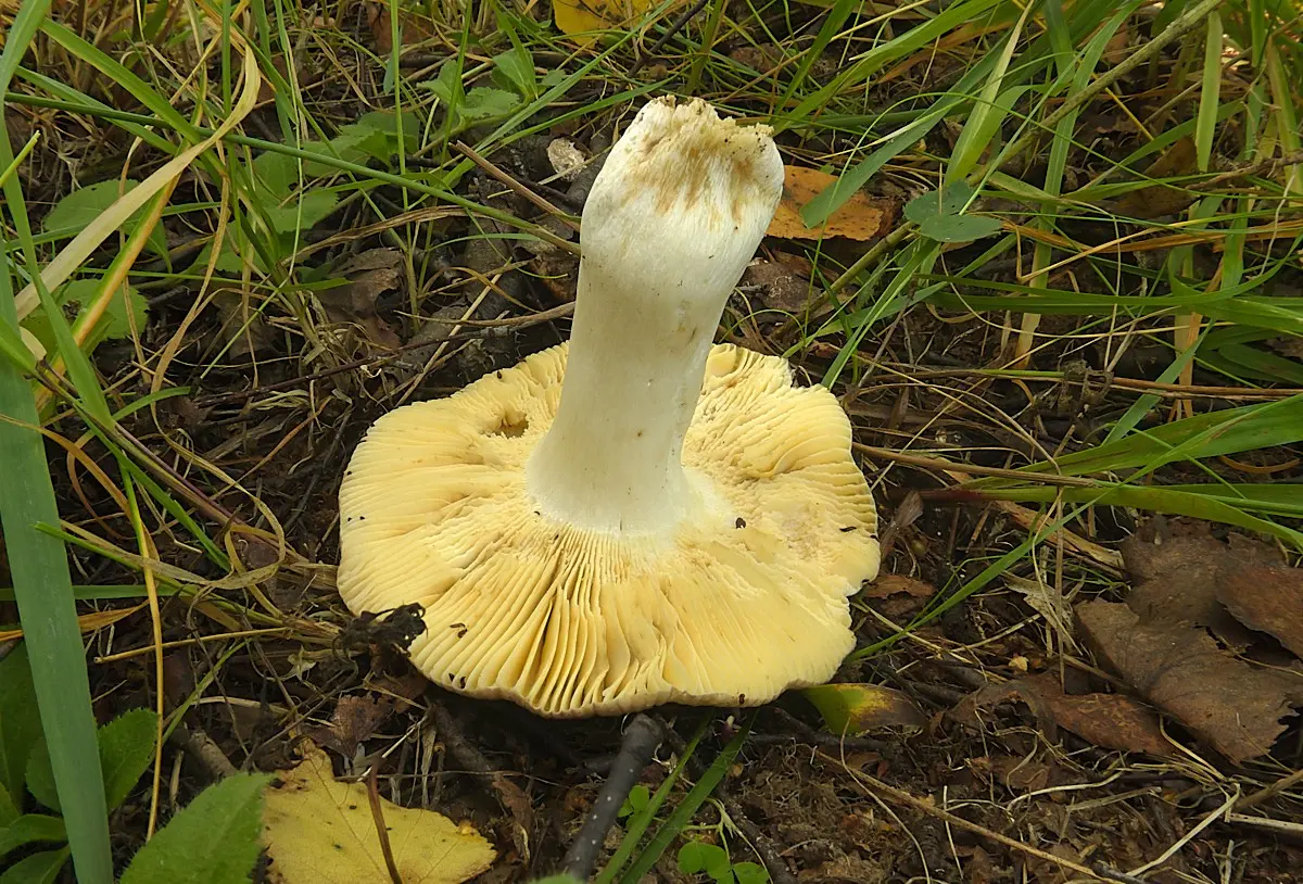 Russula red-yellow-grass (Russula fulvograminea) photo and description