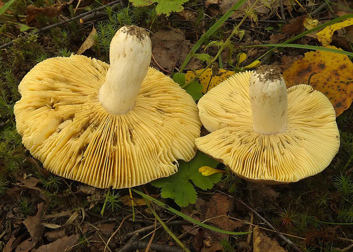 Russula red-yellow-grass (Russula fulvograminea) photo and description