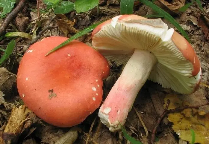 Russula rosea (Russula rosea) photo and description