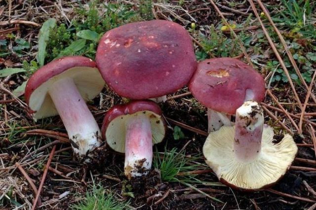 Russula sardonyx: description and photo