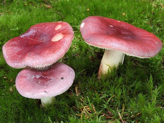 Russula sardonyx: description and photo