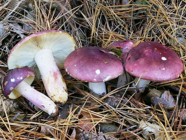 Russula sardonyx: description and photo