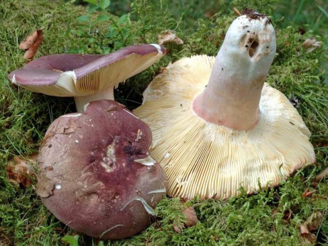 Russula sardonyx: description and photo