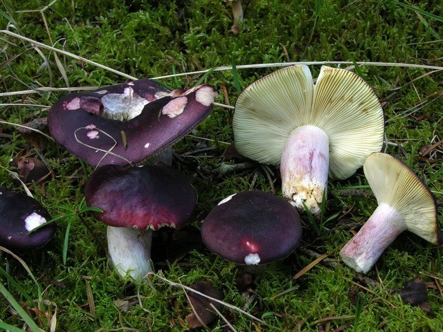 Russula sardonyx: description and photo