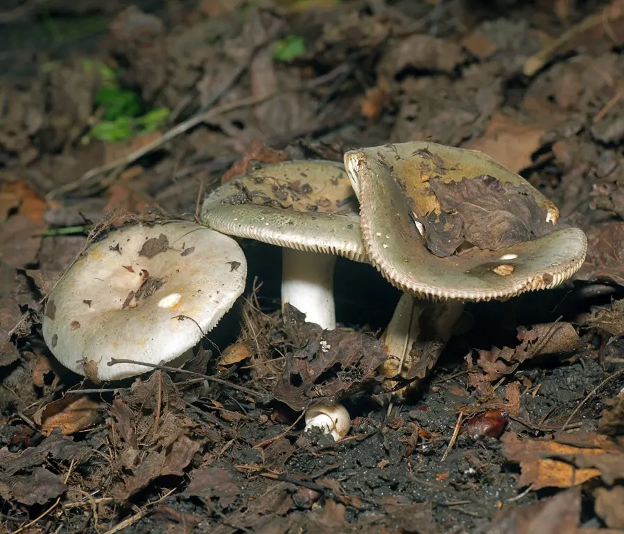 Russula sp (Russula sp) photo and description