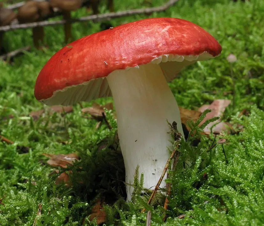 Russula stinging (Russula emetica) photo and description