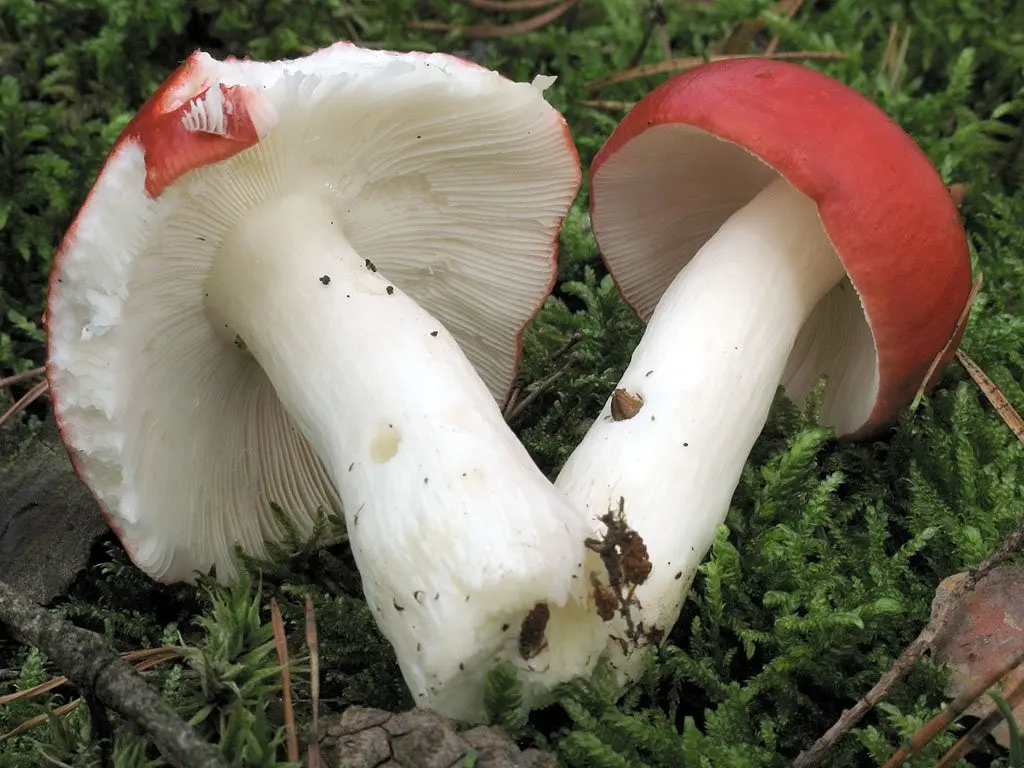Russula stinging (Russula emetica) photo and description
