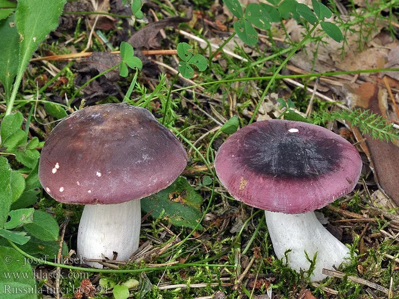 Russula Turkish (Russula turci) photo and description