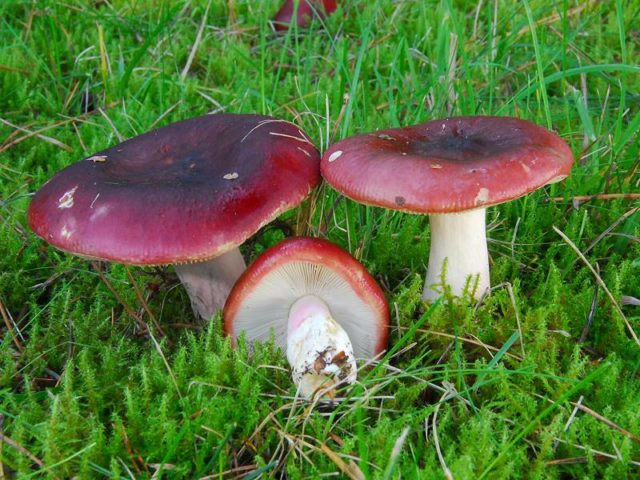 Russula turning brown: photo and description