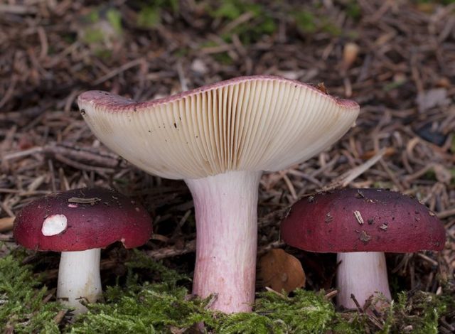 Russula turning brown: photo and description