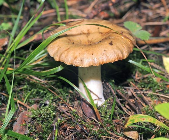 Russula turning brown: photo and description