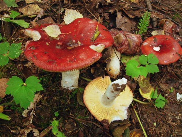 Russula turning brown: photo and description