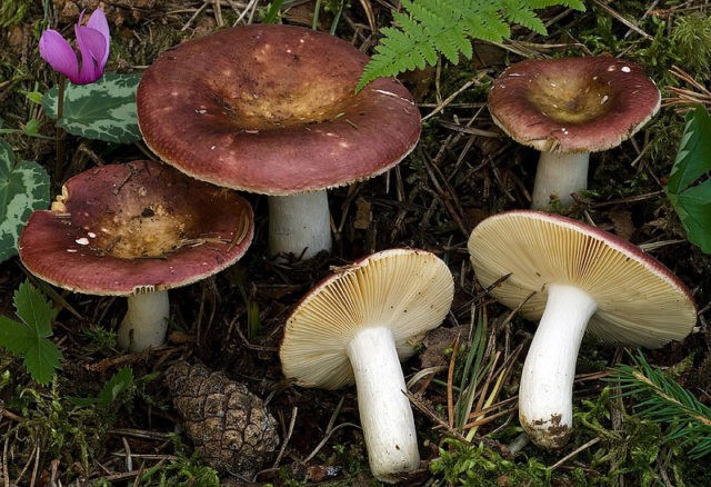 Russula turning brown: photo and description