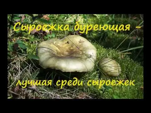 Russula turning brown: photo and description