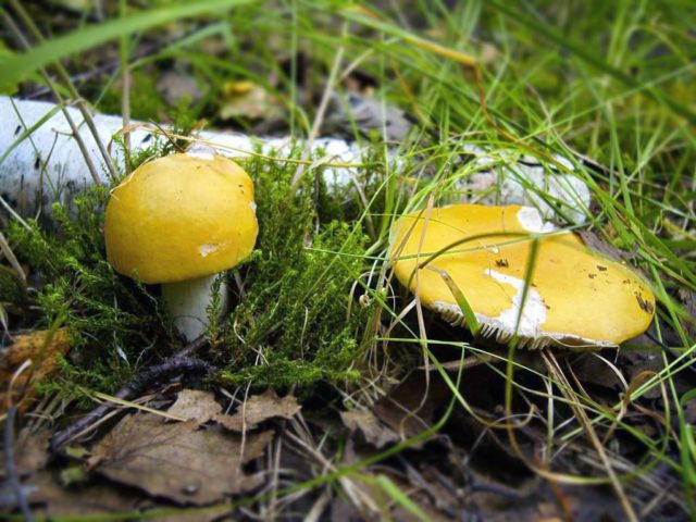 Russula yellow: edible or not, photo