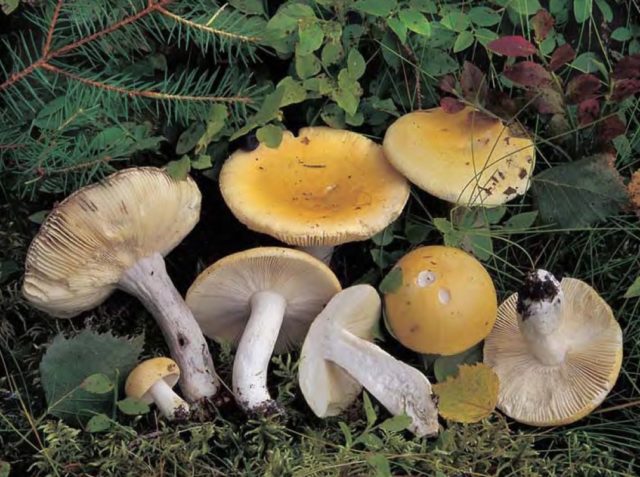 Russula yellow: edible or not, photo