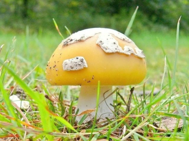 Russula yellow: edible or not, photo