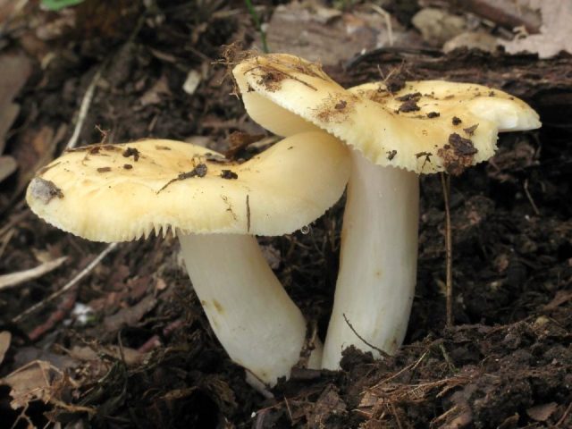 Russula yellow: edible or not, photo