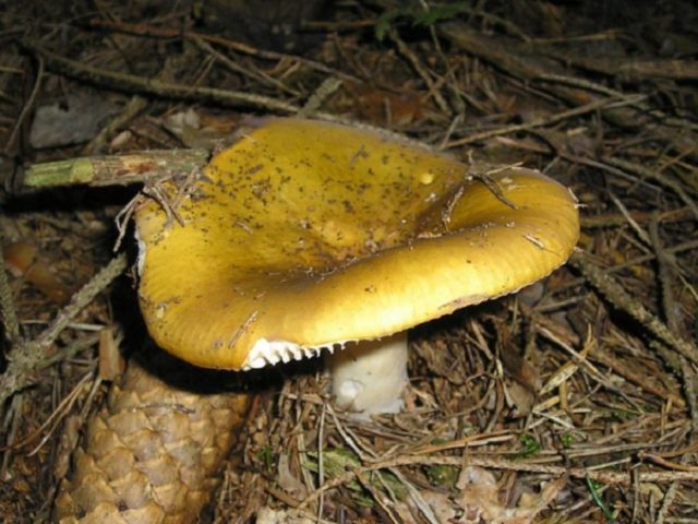 Russula yellow: edible or not, photo