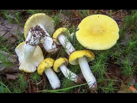 Russula yellow: edible or not, photo