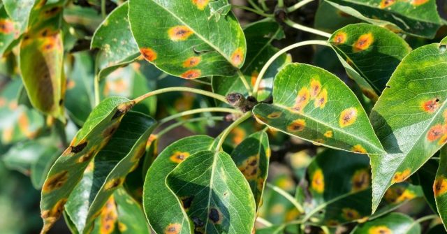 Rust on a pear: how to treat yellow and rusty spots on leaves