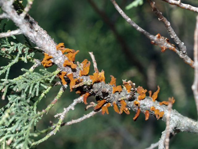 Rust on a pear: how to treat yellow and rusty spots on leaves