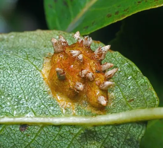 Rust on a pear: how to treat yellow and rusty spots on leaves