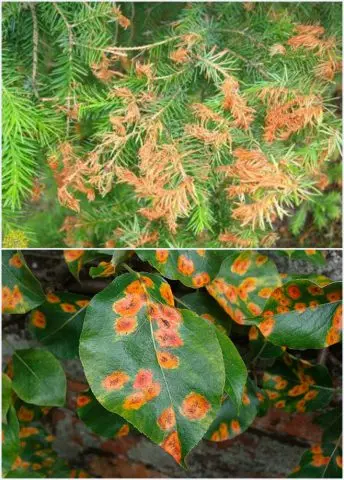 Rust on a pear: how to treat yellow and rusty spots on leaves