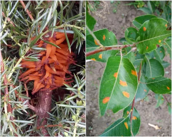 Rust on a pear: how to treat yellow and rusty spots on leaves