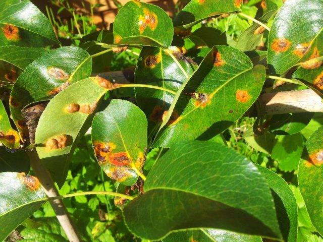 Rust on a pear: how to treat yellow and rusty spots on leaves