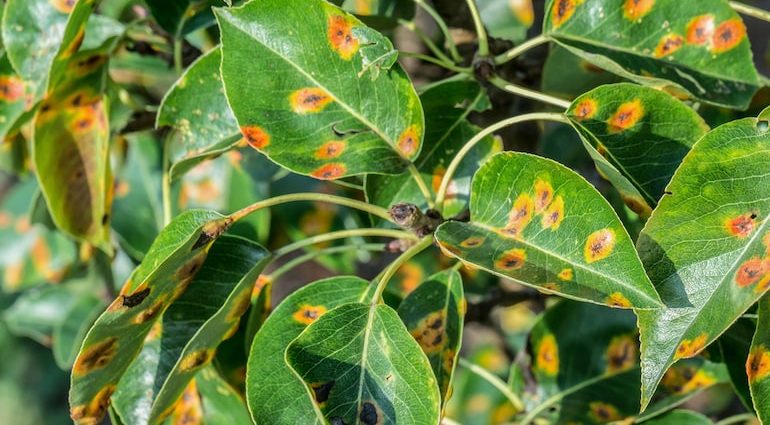 Rust on a pear: how to treat yellow and rusty spots on leaves