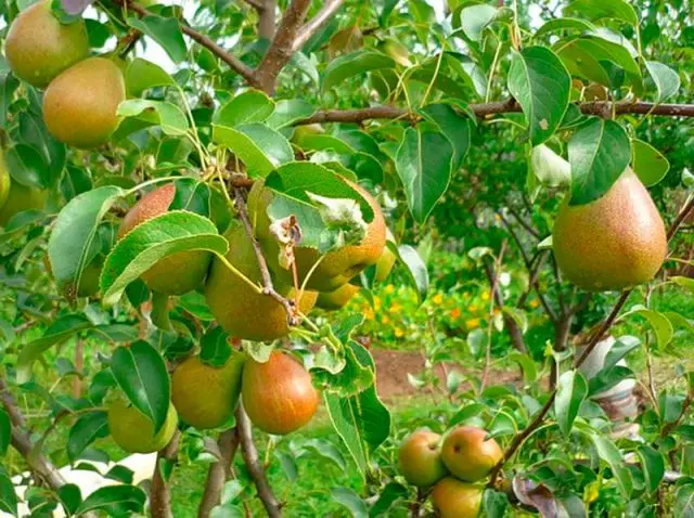 Rust on a pear: how to treat yellow and rusty spots on leaves