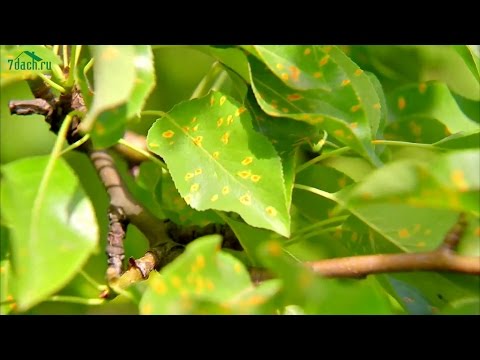 Rust on a pear: how to treat yellow and rusty spots on leaves