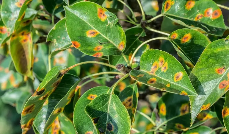 Rust on a pear: how to treat yellow and rusty spots on leaves