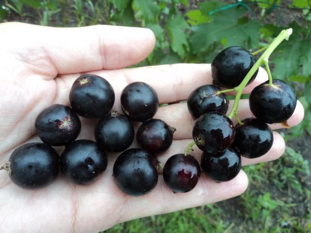 Rust on currants: how to fight, photo