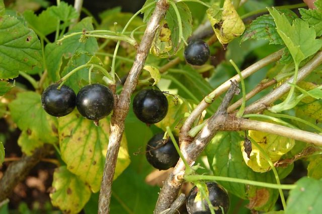 Rust on currants: how to fight, photo