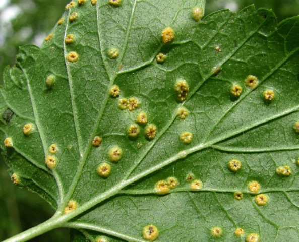 Rust on currants: how to fight, photo