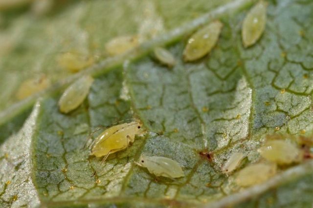 Rust on currants: how to fight, photo