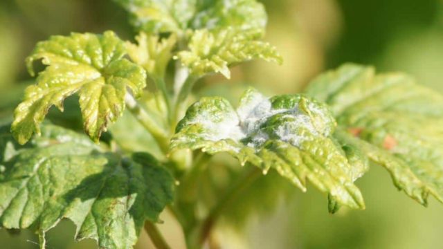 Rust on currants: how to fight, photo