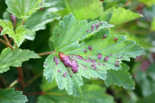 Rust on currants: how to fight, photo