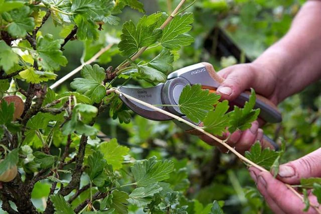 Rust on currants: how to fight, photo