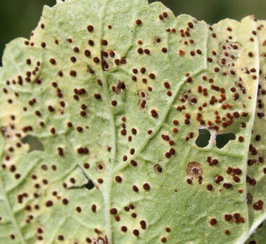 Rust on raspberries: how to treat, how to deal with folk remedies, photo