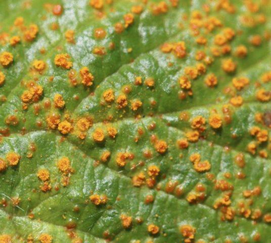 Rust on raspberries: how to treat, how to deal with folk remedies, photo