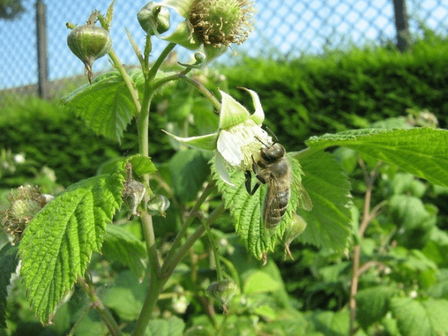 Rust on raspberries: how to treat, how to deal with folk remedies, photo