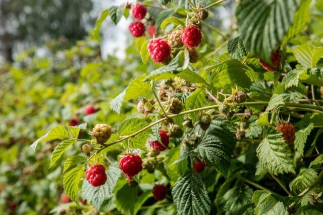 Rust on raspberries: how to treat, how to deal with folk remedies, photo