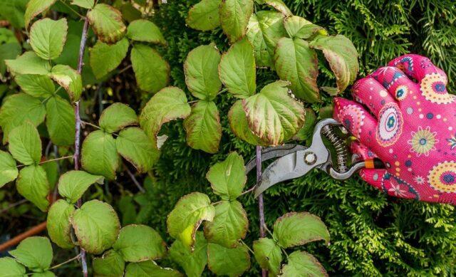 Rust on raspberries: how to treat, how to deal with folk remedies, photo