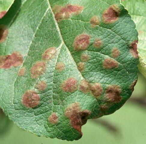 Rusty leaves on an apple tree: what to do, how to treat, causes