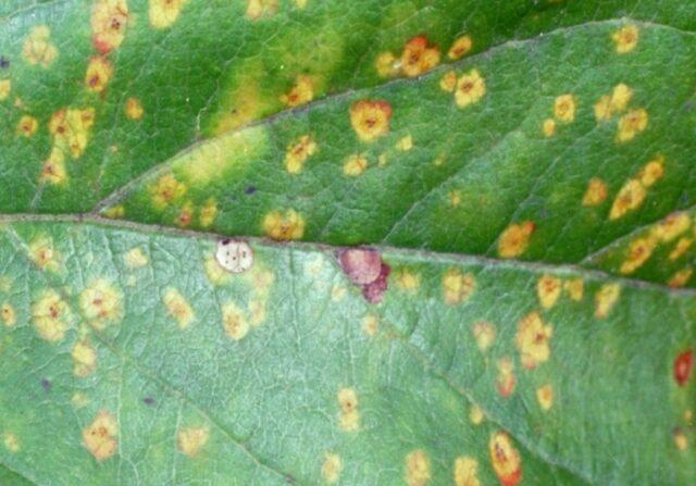 Rusty leaves on an apple tree: what to do, how to treat, causes