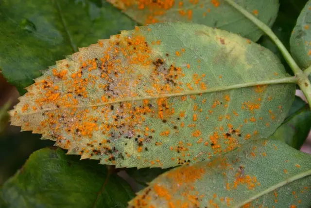 Rusty spots on rose leaves: what they look like, how to treat