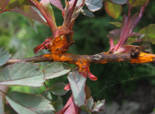 Rusty spots on rose leaves: what they look like, how to treat